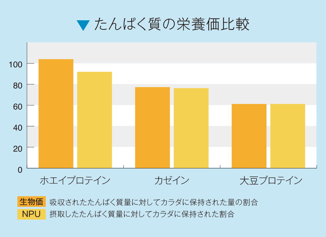 [オレンジ色：生物価]吸収されたたんぱく質量に対してカラダに保持された量の割合