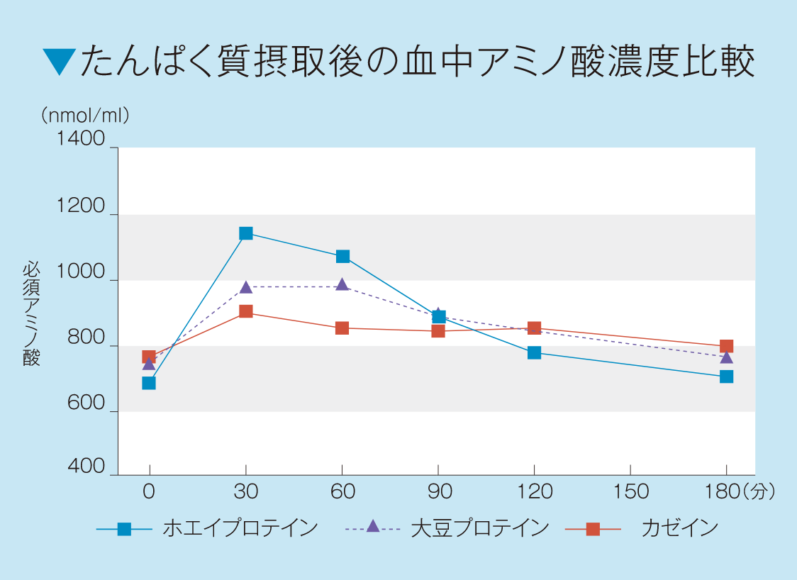 たんぱく質摂取後の血中アミノ酸濃度比較